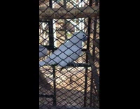 Parrots Rolls Head Away from Lady Visitor