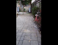 Cat follows another cat outside the hotel