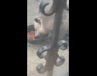 Submitter shows opossum eating on bowl 
