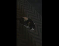 Girl tells cat to say hello meows 