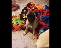 Pug dog tries to jump couch blanket