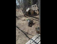 Pet dog on leash lies down relax backyard