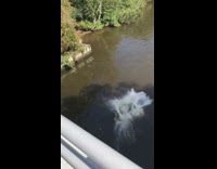 Black shorts guy dives over railing flip 