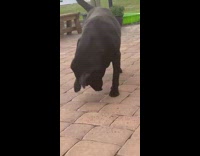 Black Labrador dog stung by a wasp on the face