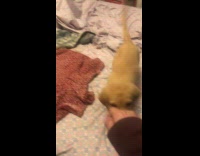 Golden retriever puppy follow hand sit for treats