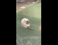 Cat tries to reach back grooms self