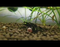 Shrimp and snails eat algae wafer time lapse