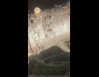 Guy pops sap sac bubble on tree 