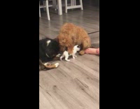two big dogs licking small kittens