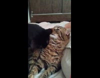 Two cat fights licks face after bath