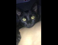 Black cat next to shirtless guy yawns 