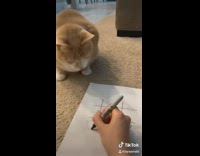 Collab BitchMP - Cat tic tac toe lose