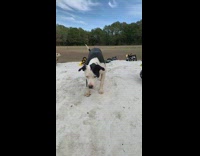 Collab Pets For All - Black white dog jumps bites sand 