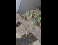 Baby turtle fell asleep with neck out