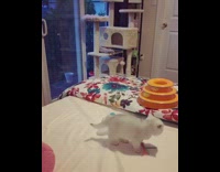 White kitten cat jumps after flying toy