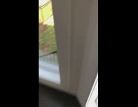 German Shepherd dog eagerly gets out of back door and runs in backyard