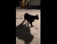 Collab Clips MPUGC - Cat stomps and plays in snow