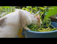 Cat drinks water in blue plant pot 