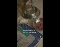 Cat eating food by grabbing it and putting in mouth