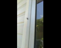 Wasp carry bug up on the wall