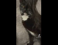 Black and white cat with hair extensions bangs cover eyes 