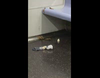 poop and blue sock left behind on subway seat