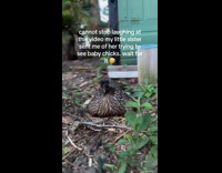 Black chicken attacks camera