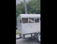 Guy says brown horse is megan the stallion rolling loud 