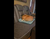 Dog lays down rolls over at couch