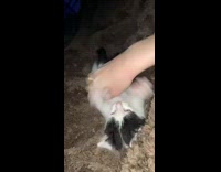 Kitten gets tickle on belly raise paws