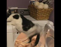 Cat sits on washing machine door falls