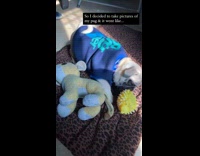 Girl photographs pug puppy wearing blue sweater