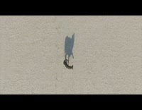 Drone Aerial view of the shadow of the dog in the ground