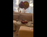 Baby laughing at balloons tied to feet 