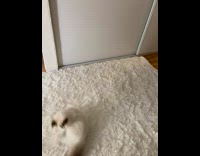 White kitten chases its tail in a circle 