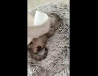 Collab BitchMP - Small grey white cat sleeping gets woken up