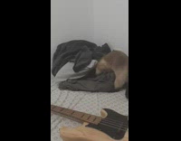 Brown cat hides under pillow blanket thunder