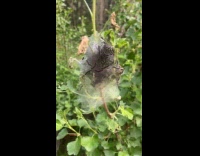 Caterpillar nest on plant stem