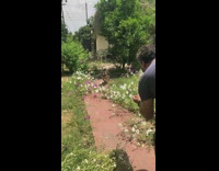 slomo german shepherd puppy backyard flowers