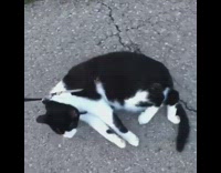 Girl drags black cat by leash street