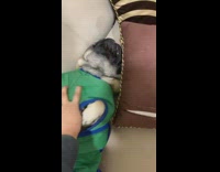 Pug sleeping on its back on couch groans when woken up