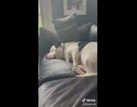 Collab BitchMP - Dog Sleeping And Snoring Making Funny Noise With Cheeks