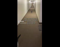 Cats Runs Towards Person on Hallway