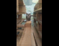 Kitten climbing on wooden pallets comes close to camera