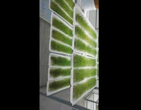 Microgreens mold farm explanation small plants 