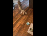 Girl throws bacon at cat jumps up