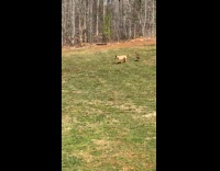 Two dogs play runs around the backyard