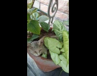 Grey kitten sleep in the plant pot