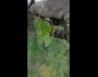 Stink bug carries dead Paper wasp on the filmers gloves