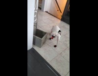 Dog wears shoes walks funnily inside house